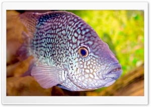 Aquarium Fish Ultra HD Wallpaper for 4K UHD Widescreen desktop, tablet & smartphone