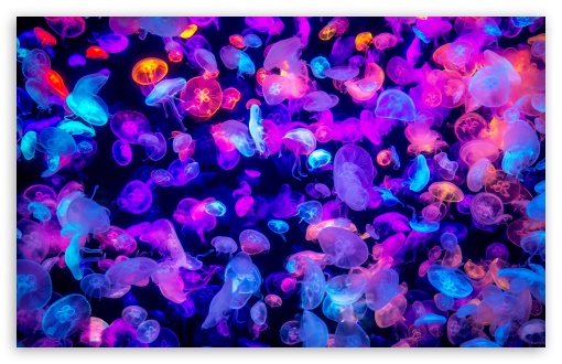 Aquarium Jellies UltraHD Wallpaper for UHD 16:9 ; HD 16:9 ; UltraWide 21:9 24:10 32:9 32:10 ; Widescreen 16:10 5:3 ; Fullscreen 4:3 5:4 3:2 ; Tablet 1:1 ; Mobile 9:16 9:19.5 9:20 9:21 9:22 10:16 2:3 3:5 3:4 ; Dual 16:10 5:3 16:9 4:3 5:4 3:2 ;