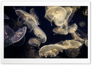 Aquarium Of The Pacific Ultra HD Wallpaper for 4K UHD Widescreen desktop, tablet & smartphone