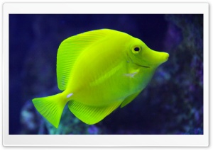 Aquarium Of The Pacific, Los Angeles Ultra HD Wallpaper for 4K UHD Widescreen desktop, tablet & smartphone