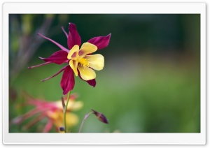Aquilegia Vulgaris Flower Ultra HD Wallpaper for 4K UHD Widescreen desktop, tablet & smartphone