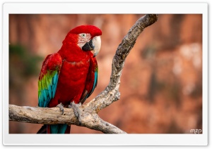Ara, Red-and-green Macaw, Parrot, Tropical Bird, Perched, Branch 4K UHD Wallpaper for Widescreen and UltraWide Desktop, UltraHD TV, Smartphone, Tablet