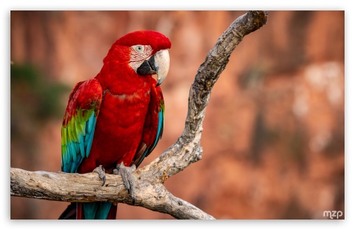 Ara, Red-and-green Macaw, Parrot, Tropical Bird, Perched, Branch UltraHD Wallpaper for UHD 16:9 ; HD 16:9 ; Widescreen 16:10 5:3 ; Fullscreen 4:3 3:2 ;