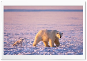 Arctic Fox And Polar Bear Ultra HD Wallpaper for 4K UHD Widescreen desktop, tablet & smartphone