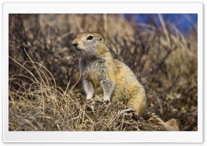 Arctic Ground Squirrel Ultra HD Wallpaper for 4K UHD Widescreen desktop, tablet & smartphone