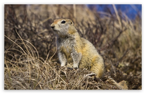 Arctic Ground Squirrel Ultra HD Desktop Background Wallpaper for 4K UHD ...