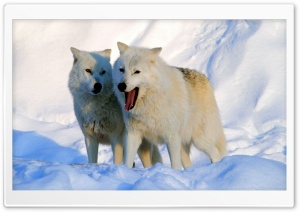 Arctic Wolves Ultra HD Wallpaper for 4K UHD Widescreen desktop, tablet & smartphone
