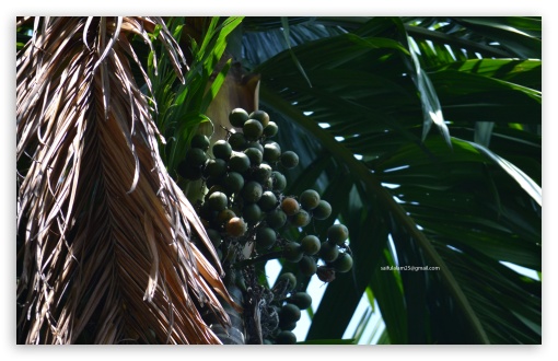 Areca nut UltraHD Wallpaper for UHD 16:9 ; HD 16:9 ; Widescreen 16:10 5:3 ; Fullscreen 3:2 ;