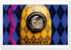 Argylle Alfie Cat Ultra HD Wallpaper for 4K UHD Widescreen desktop, tablet & smartphone