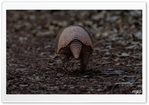 Armadillo, Animal, Behind, Biodiversity, Unique Creature 4K UHD Wallpaper for Widescreen and UltraWide Desktop, UltraHD TV, Smartphone, Tablet