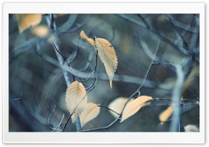 Armenia, Autumn Leaf Ultra HD Wallpaper for 4K UHD Widescreen desktop, tablet & smartphone