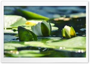 Armenia, Water Lily Ultra HD Wallpaper for 4K UHD Widescreen desktop, tablet & smartphone
