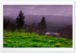 Arrowleaf Balsamroot blooming along Highway 30 4K UHD Wallpaper for Widescreen and UltraWide Desktop, UltraHD TV, Smartphone, Tablet