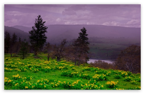 Arrowleaf Balsamroot blooming along Highway 30 UltraHD Wallpaper for UHD 16:9 ; HD 16:9 ; UltraWide 21:9 24:10 ; Widescreen 16:10 ; Fullscreen 3:2 ; Tablet 1:1 ; Mobile 9:16 9:19.5 9:20 9:21 9:22 ;