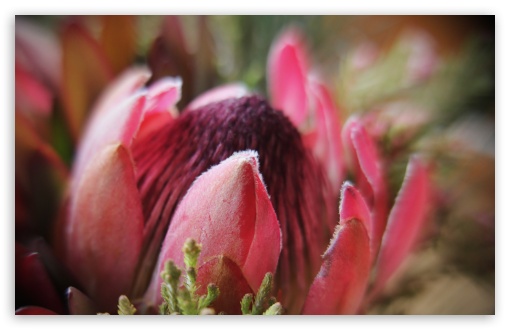 artichoke UltraHD Wallpaper for Wide 16:10 5:3 Widescreen WHXGA WQXGA WUXGA WXGA WGA ; 8K UHD TV 16:9 Ultra High Definition 2160p 1440p 1080p 900p 720p ; Standard 3:2 Fullscreen DVGA HVGA HQVGA ( Apple PowerBook G4 iPhone 4 3G 3GS iPod Touch ) ; Mobile 5:3 3:2 16:9 - WGA DVGA HVGA HQVGA ( Apple PowerBook G4 iPhone 4 3G 3GS iPod Touch ) 2160p 1440p 1080p 900p 720p ;