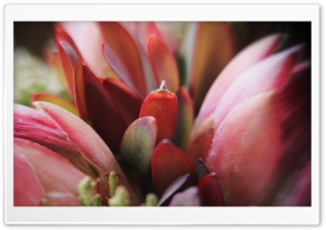 Artichoke Ultra HD Wallpaper for 4K UHD Widescreen desktop, tablet & smartphone