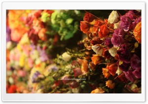 Artificial Flowers Ultra HD Wallpaper for 4K UHD Widescreen Desktop, Lockscreen, Screensaver, TV, Tablet, Smartphone