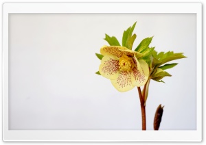 Ashwood Hybrid Hellebore Against White Background 4K UHD Wallpaper for Widescreen and UltraWide Desktop, UltraHD TV, Smartphone, Tablet