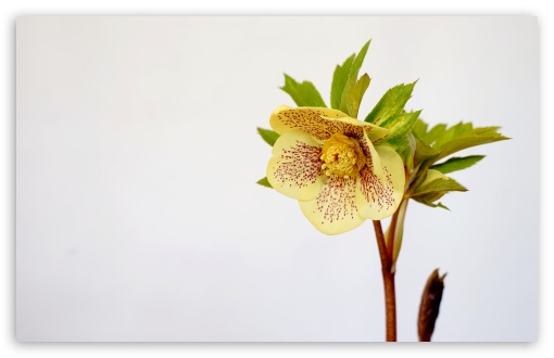 Ashwood Hybrid Hellebore Against White Background UltraHD Wallpaper for UHD 16:9 ; HD 16:9 ; UltraWide 21:9 24:10 32:9 32:10 ; Widescreen 16:10 5:3 ; Fullscreen 4:3 5:4 3:2 ; Tablet 1:1 ; Mobile 9:16 9:19.5 9:20 9:21 9:22 10:16 2:3 3:5 3:4 ; Dual 16:10 5:3 16:9 4:3 5:4 3:2 ;