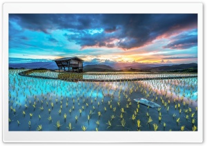 Asia Plantation Of Rice Ultra HD Wallpaper for 4K UHD Widescreen desktop, tablet & smartphone