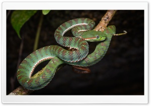 Asian Banded Pit Viper Snake Ultra HD Wallpaper for 4K UHD Widescreen desktop, tablet & smartphone