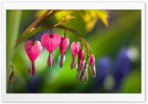 Asian Bleeding Heart Flower Ultra HD Wallpaper for 4K UHD Widescreen desktop, tablet & smartphone