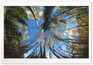 Aspen Forest FishEye Ultra HD Wallpaper for 4K UHD Widescreen desktop, tablet & smartphone