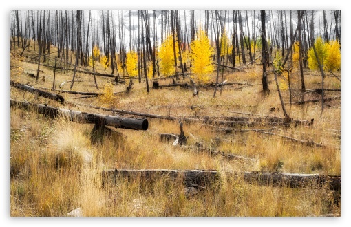 Aspen Forest Recovery UltraHD Wallpaper for UHD 16:9 2160p 1440p 1080p 900p 720p ; 8K UHD TV 16:9 Ultra High Definition 2160p 1440p 1080p 900p 720p ; UltraWide 21:9 24:10 ; Widescreen 16:10 5:3 WHXGA WQXGA WUXGA WXGA WGA ; Fullscreen 4:3 5:4 3:2 UXGA XGA SVGA QSXGA SXGA DVGA HVGA HQVGA ( Apple PowerBook G4 iPhone 4 3G 3GS iPod Touch ) ; Tablet 1:1 ; Mobile 9:16 2:3 3:5 3:4 - ;