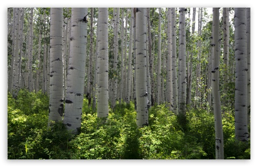 Aspen Forest Trees, Colorado UltraHD Wallpaper for Wide 16:10 5:3 Widescreen WHXGA WQXGA WUXGA WXGA WGA ; UltraWide 21:9 24:10 ; 8K UHD TV 16:9 Ultra High Definition 2160p 1440p 1080p 900p 720p ; UHD 16:9 2160p 1440p 1080p 900p 720p ; Standard 4:3 5:4 3:2 Fullscreen UXGA XGA SVGA QSXGA SXGA DVGA HVGA HQVGA ( Apple PowerBook G4 iPhone 4 3G 3GS iPod Touch ) ; Smartphone 16:9 3:2 5:3 2160p 1440p 1080p 900p 720p DVGA HVGA HQVGA ( Apple PowerBook G4 iPhone 4 3G 3GS iPod Touch ) WGA ; Tablet 1:1 ; iPad 1/2/Mini ; Mobile 4:3 5:3 3:2 16:9 5:4 - UXGA XGA SVGA WGA DVGA HVGA HQVGA ( Apple PowerBook G4 iPhone 4 3G 3GS iPod Touch ) 2160p 1440p 1080p 900p 720p QSXGA SXGA ;