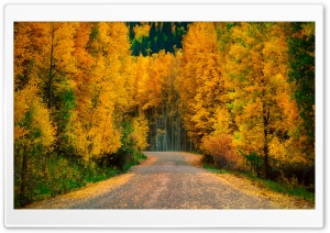 Aspen Trees in Fall Ultra HD Wallpaper for 4K UHD Widescreen desktop, tablet & smartphone