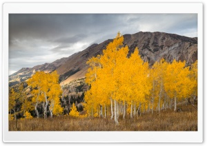 Aspen Trees In The Fall Ultra HD Wallpaper for 4K UHD Widescreen desktop, tablet & smartphone