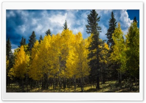Aspens Trees Colorado Ultra HD Wallpaper for 4K UHD Widescreen desktop, tablet & smartphone
