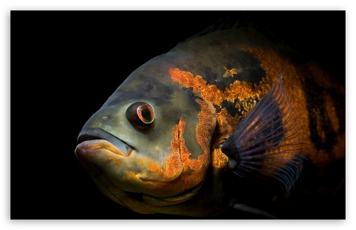 Astronotus Ocellatus UltraHD Wallpaper for 8K UHD TV 16:9 Ultra High Definition 2160p 1440p 1080p 900p 720p ; Widescreen 16:10 5:3 WHXGA WQXGA WUXGA WXGA WGA ; Fullscreen 4:3 5:4 3:2 UXGA XGA SVGA QSXGA SXGA DVGA HVGA HQVGA ( Apple PowerBook G4 iPhone 4 3G 3GS iPod Touch ) ; Tablet 1:1 ;