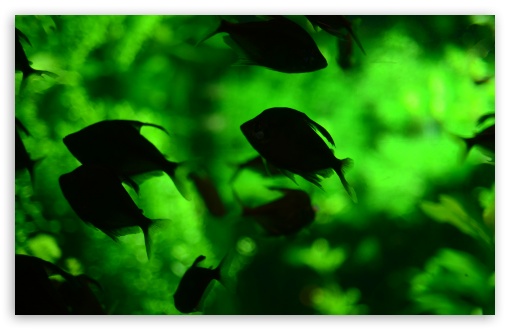 At The National Aquarium In Dc UltraHD Wallpaper for UHD 16:9 ; HD 16:9 ; UltraWide 32:10 ; Widescreen 16:10 5:3 ; Fullscreen 4:3 5:4 3:2 ; Tablet 1:1 ; Dual 16:10 4:3 5:4 ;