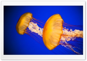 Atlantic Sea Nettle Jellyfish Ultra HD Wallpaper for 4K UHD Widescreen desktop, tablet & smartphone