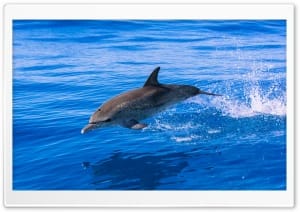 Atlantic Spotted Dolphin Jumping Ubatuba Marine Protected Area 4K UHD Wallpaper for Widescreen and UltraWide Desktop, UltraHD TV, Smartphone, Tablet