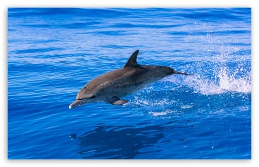 Atlantic Spotted Dolphin Jumping Ubatuba Marine Protected Area UltraHD Wallpaper for UHD 16:9 ; HD 16:9 ; UltraWide 21:9 24:10 32:9 32:10 ; Widescreen 16:10 ; Fullscreen 3:2 ; Tablet 1:1 ; Dual 16:10 16:9 ;