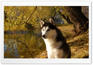 Attentive Husky Ultra HD Wallpaper for 4K UHD Widescreen desktop, tablet & smartphone
