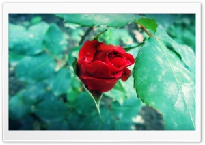 atuKa`s art (rose) Ultra HD Wallpaper for 4K UHD Widescreen desktop, tablet & smartphone