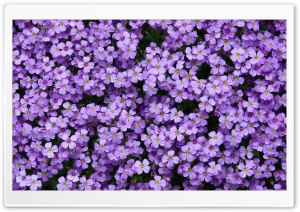 Aubrieta Flowers Ultra HD Wallpaper for 4K UHD Widescreen desktop, tablet & smartphone