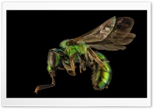 Augochlora Pura Sweat Bee Macro Ultra HD Wallpaper for 4K UHD Widescreen desktop, tablet & smartphone