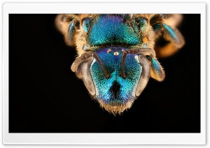 Augochloropsis Anonyma Blue Bee Macro Photography Ultra HD Wallpaper for 4K UHD Widescreen desktop, tablet & smartphone