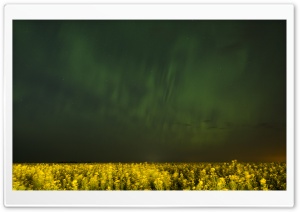 Aurora Over Canola Fields In Alberta Ultra HD Wallpaper for 4K UHD Widescreen desktop, tablet & smartphone