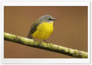 Australian Yellow Robin Bird Ultra HD Wallpaper for 4K UHD Widescreen Desktop, Lockscreen, Screensaver, TV, Tablet, Smartphone