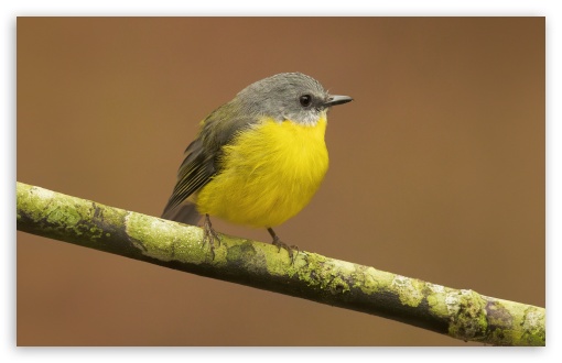 Australian Yellow Robin Bird UltraHD Wallpaper for UHD 16:9 2160p 1440p 1080p 900p 720p ; 8K UHD TV 16:9 Ultra High Definition 2160p 1440p 1080p 900p 720p ; UltraWide 21:9 24:10 ; Widescreen 16:10 5:3 WHXGA WQXGA WUXGA WXGA WGA ; Fullscreen 4:3 5:4 3:2 UXGA XGA SVGA QSXGA SXGA DVGA HVGA HQVGA ( Apple PowerBook G4 iPhone 4 3G 3GS iPod Touch ) ; Tablet 1:1 ; Mobile 9:16 2:3 3:5 3:4 - ;