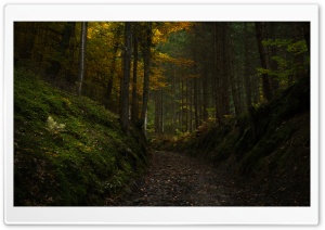 Austrian Alps Forest Ultra HD Wallpaper for 4K UHD Widescreen desktop, tablet & smartphone