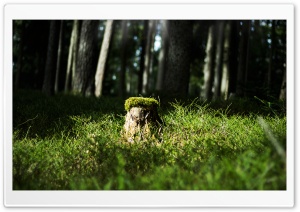 Austrian Forest Ultra HD Wallpaper for 4K UHD Widescreen desktop, tablet & smartphone