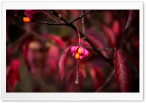 Autumn. Ultra HD Wallpaper for 4K UHD Widescreen desktop, tablet & smartphone