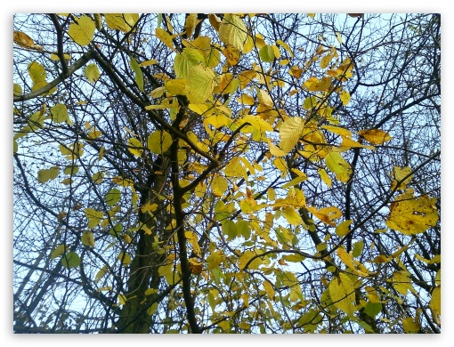 Autumn UltraHD Wallpaper for Fullscreen 4:3 ;