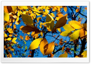 Autumn Ultra HD Wallpaper for 4K UHD Widescreen desktop, tablet & smartphone